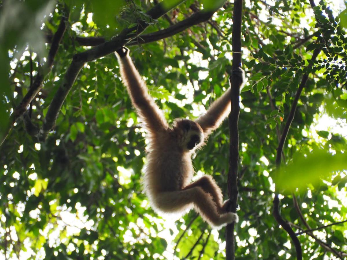 Lucky Bamboo'Bungalows-Resto And Orangutan Jungle Trekking Tours Bukit Lawang Esterno foto