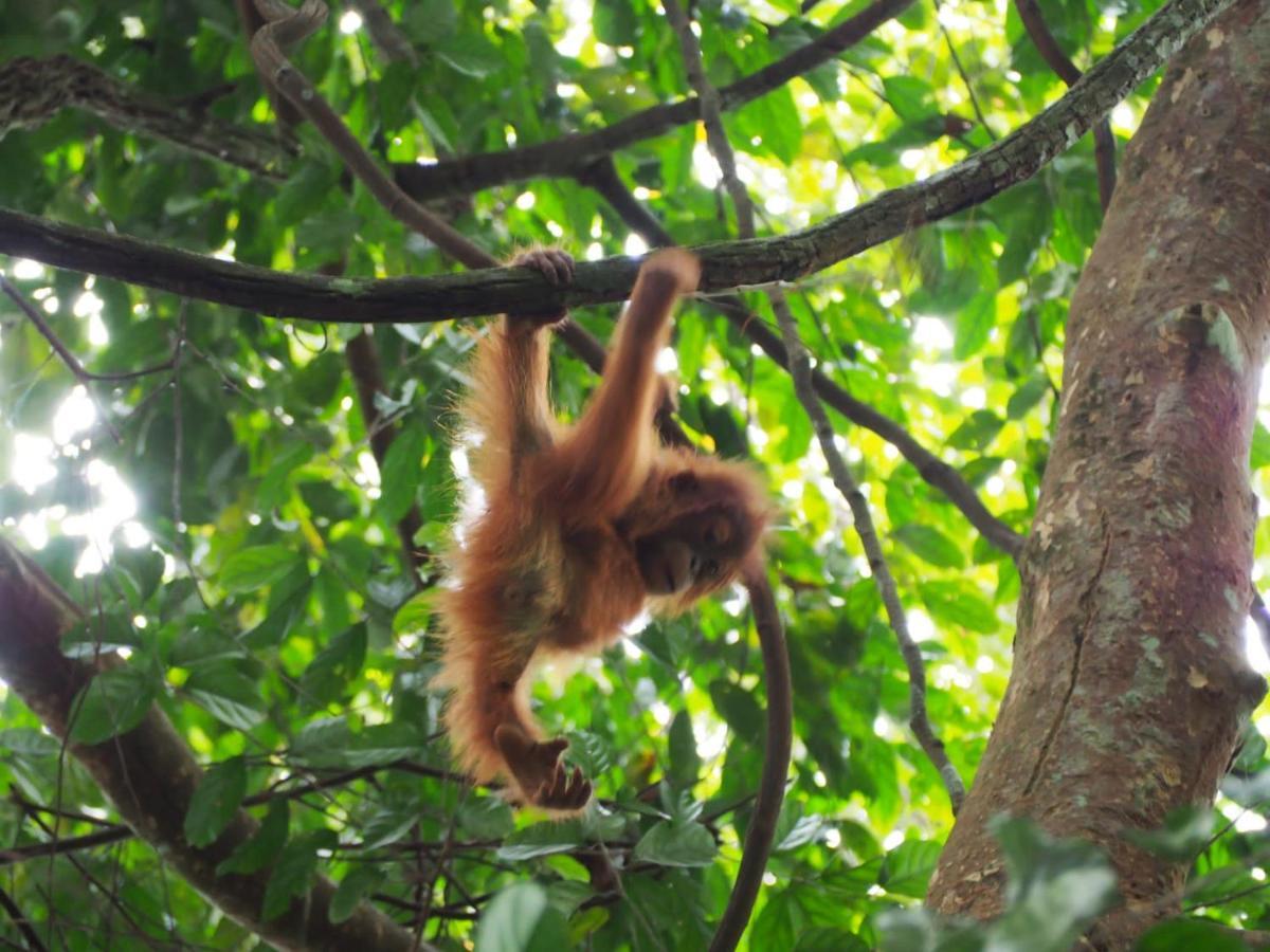 Lucky Bamboo'Bungalows-Resto And Orangutan Jungle Trekking Tours Bukit Lawang Esterno foto