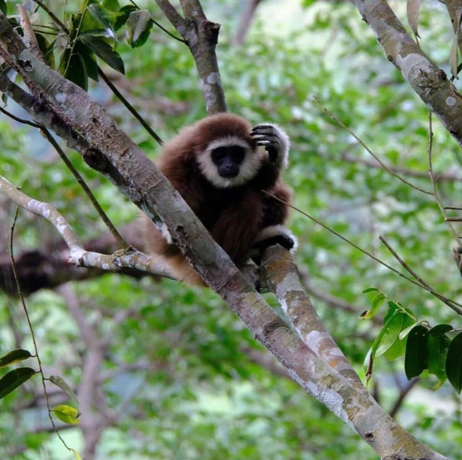 Lucky Bamboo'Bungalows-Resto And Orangutan Jungle Trekking Tours Bukit Lawang Esterno foto