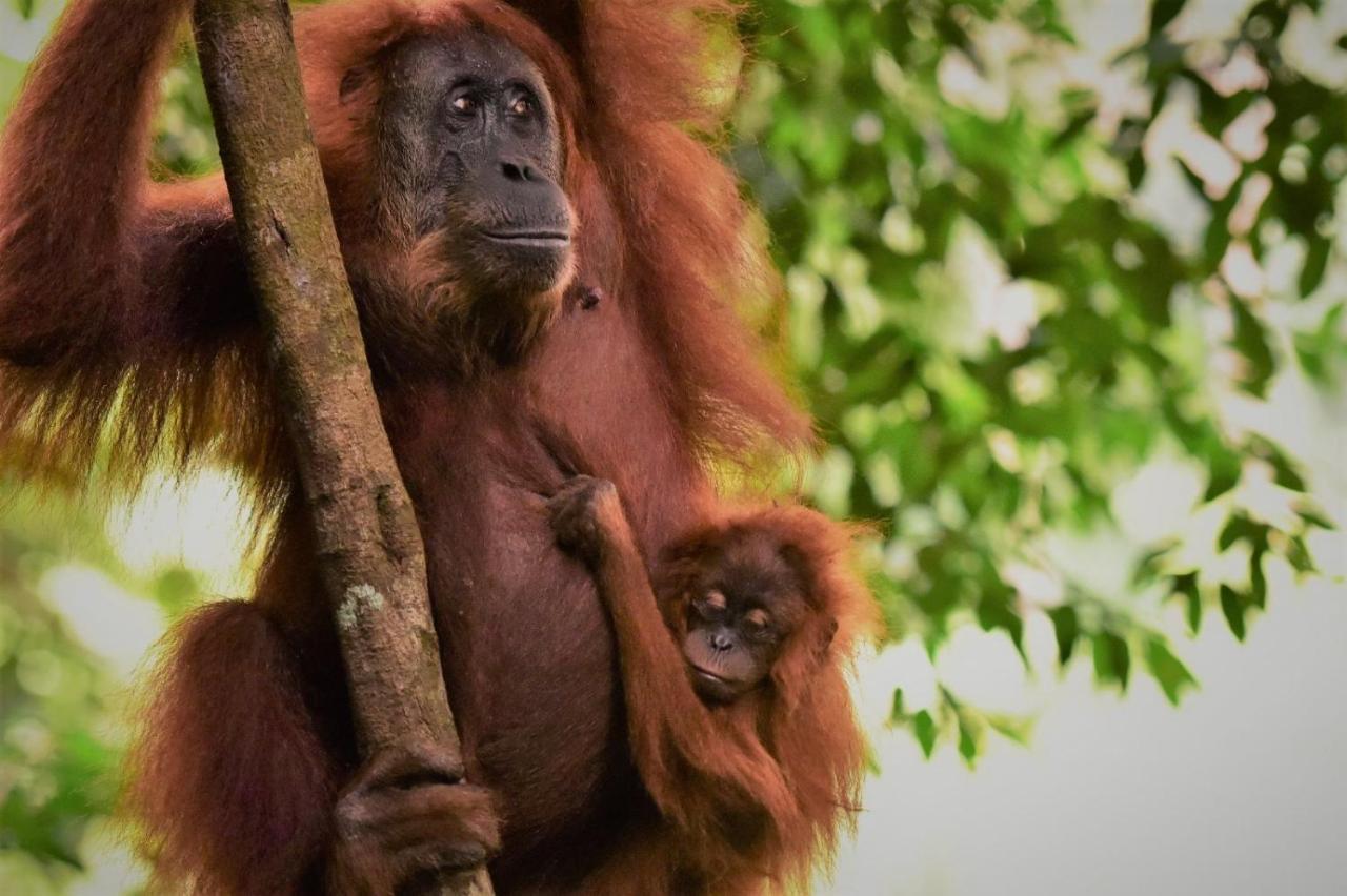 Lucky Bamboo'Bungalows-Resto And Orangutan Jungle Trekking Tours Bukit Lawang Esterno foto