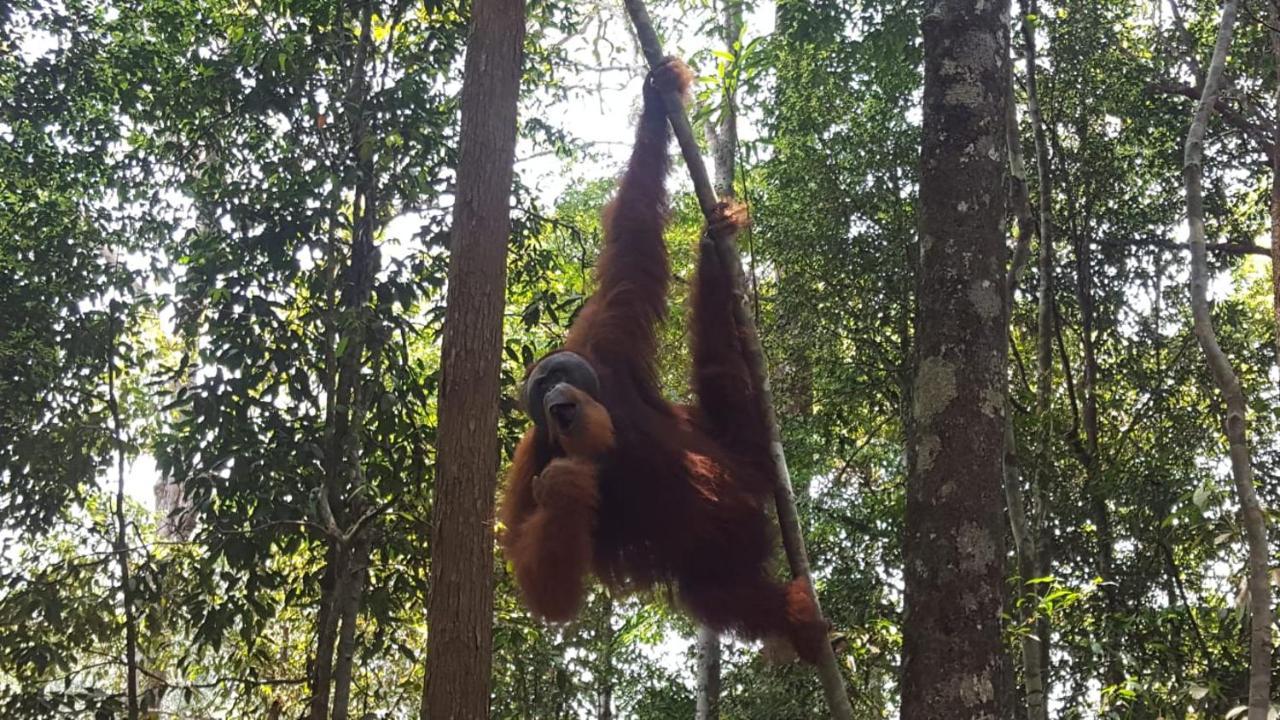 Lucky Bamboo'Bungalows-Resto And Orangutan Jungle Trekking Tours Bukit Lawang Esterno foto