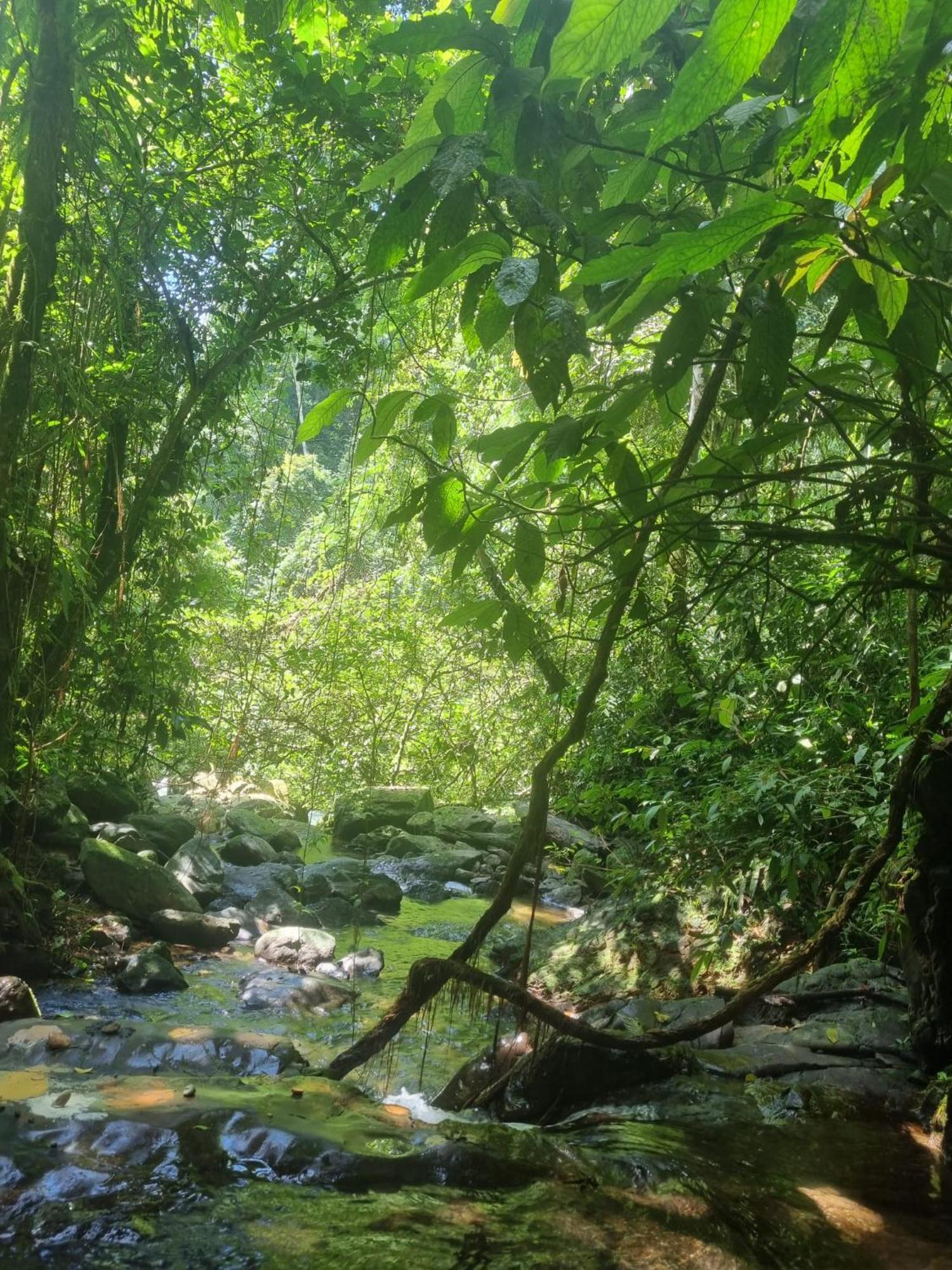 Lucky Bamboo'Bungalows-Resto And Orangutan Jungle Trekking Tours Bukit Lawang Esterno foto