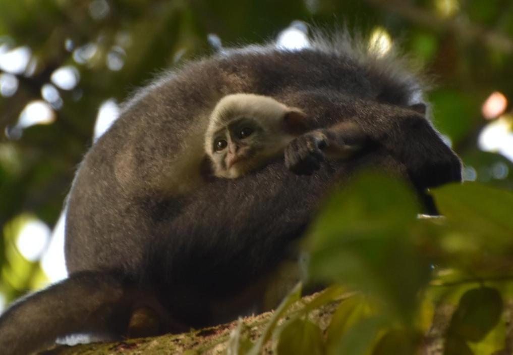 Lucky Bamboo'Bungalows-Resto And Orangutan Jungle Trekking Tours Bukit Lawang Esterno foto