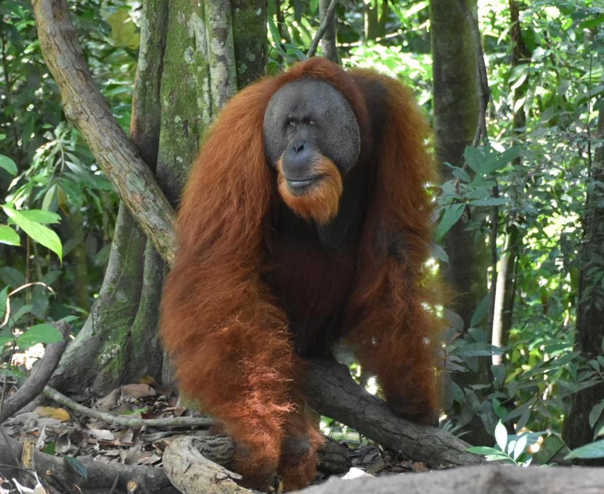 Lucky Bamboo'Bungalows-Resto And Orangutan Jungle Trekking Tours Bukit Lawang Esterno foto