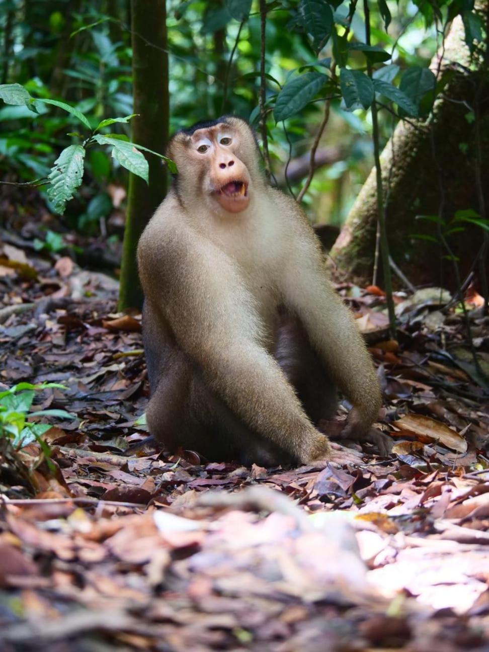 Lucky Bamboo'Bungalows-Resto And Orangutan Jungle Trekking Tours Bukit Lawang Esterno foto