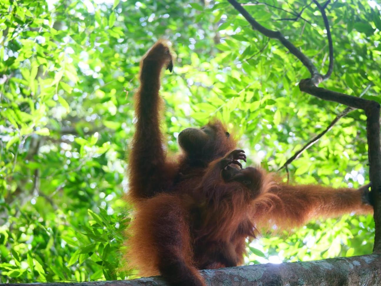 Lucky Bamboo'Bungalows-Resto And Orangutan Jungle Trekking Tours Bukit Lawang Esterno foto