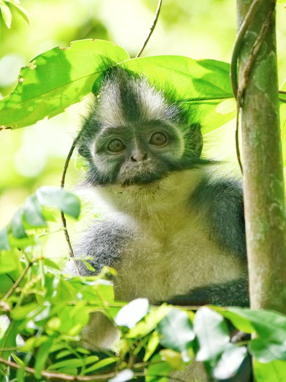 Lucky Bamboo'Bungalows-Resto And Orangutan Jungle Trekking Tours Bukit Lawang Esterno foto